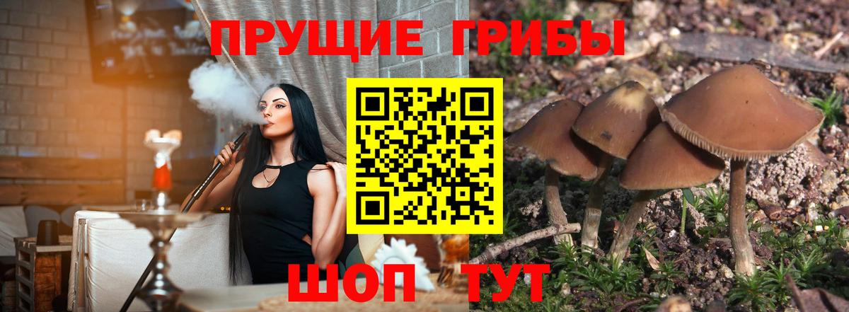 Лабинск  Псилоцибиновые грибы GOLDEN TEACHER  наркошоп  Вход с VPN 